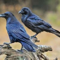 Crows: A most intelligent creature