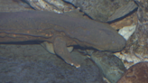 Eastern hellbender's absence from Pennsylvania's waterways is warning sign of bigger problems