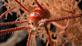 Hallazgo: encuentran más de 100 especies nunca antes vistas en el fondo del océano