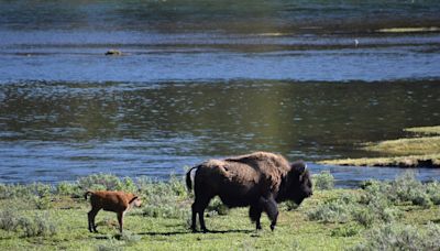 Greenville, SC, woman gored by bison at Yellowstone National Park
