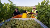 Demand for English wine soars as major producer considers selling winery