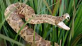 Someone mailed a live rattlesnake to a California man. He thinks it was attempted murder.