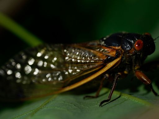 Chicago cicada invasion 2024: What to know about these loud, unique insects