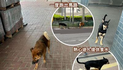 中環碼頭兩狗徘徊 疑長洲狗主遺棄 - 香港動物報 Hong Kong Animal Post