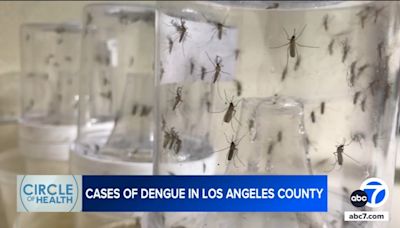 LA County sees unprecedented cluster of locally acquired dengue fever in people bitten by mosquitoes