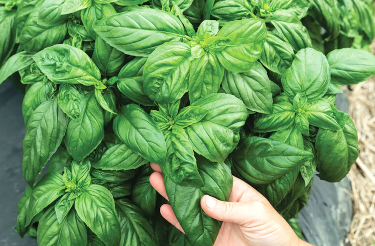 A seed-grown basil that resists leaf diseases: George’s Plant Pick of the Week