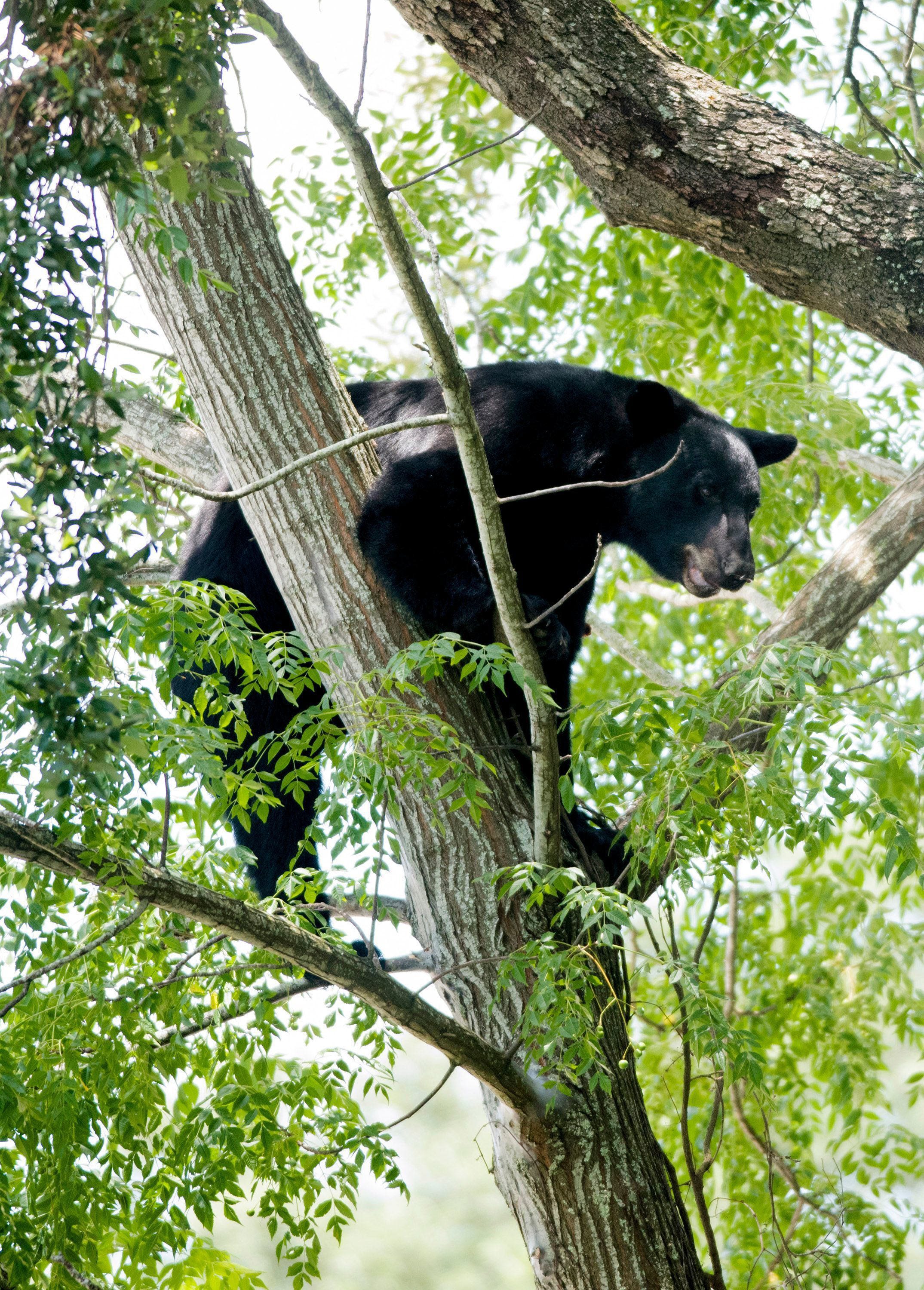 Black bear 'season' is here. What to do (and not do) if you see one