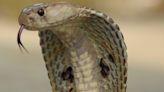 New antidote for cobra bites discovered