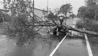 彰化郵差雨天送信被樹砸死！事發經過影像曝 阿姨剛好經過見姪子倒地