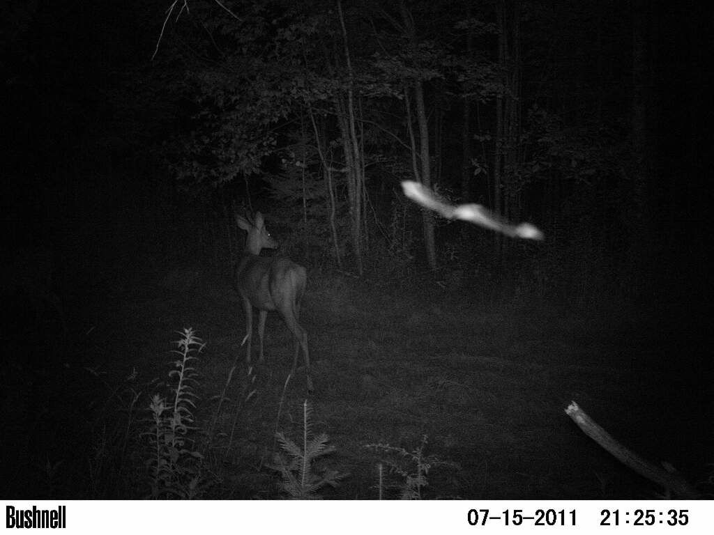A mystery animal swoops past a deer in this Maine trail cam photo