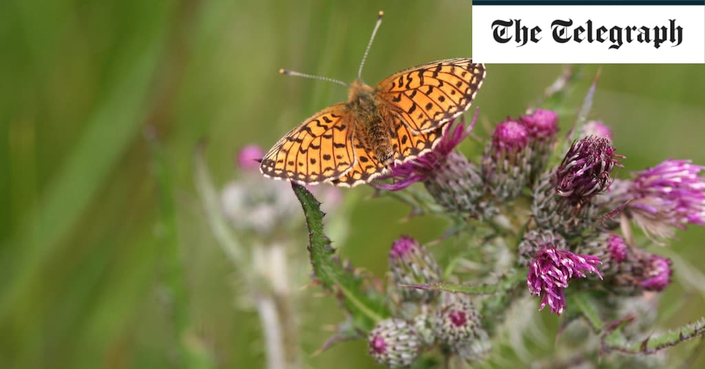 National Trust adds a splash of purple to Shropshire’s ‘blue remembered hills’