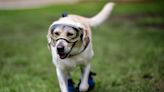 Search and Rescue Dog Frida, Who Saved 12 People During the 2017 Mexico City Earthquake, Dies