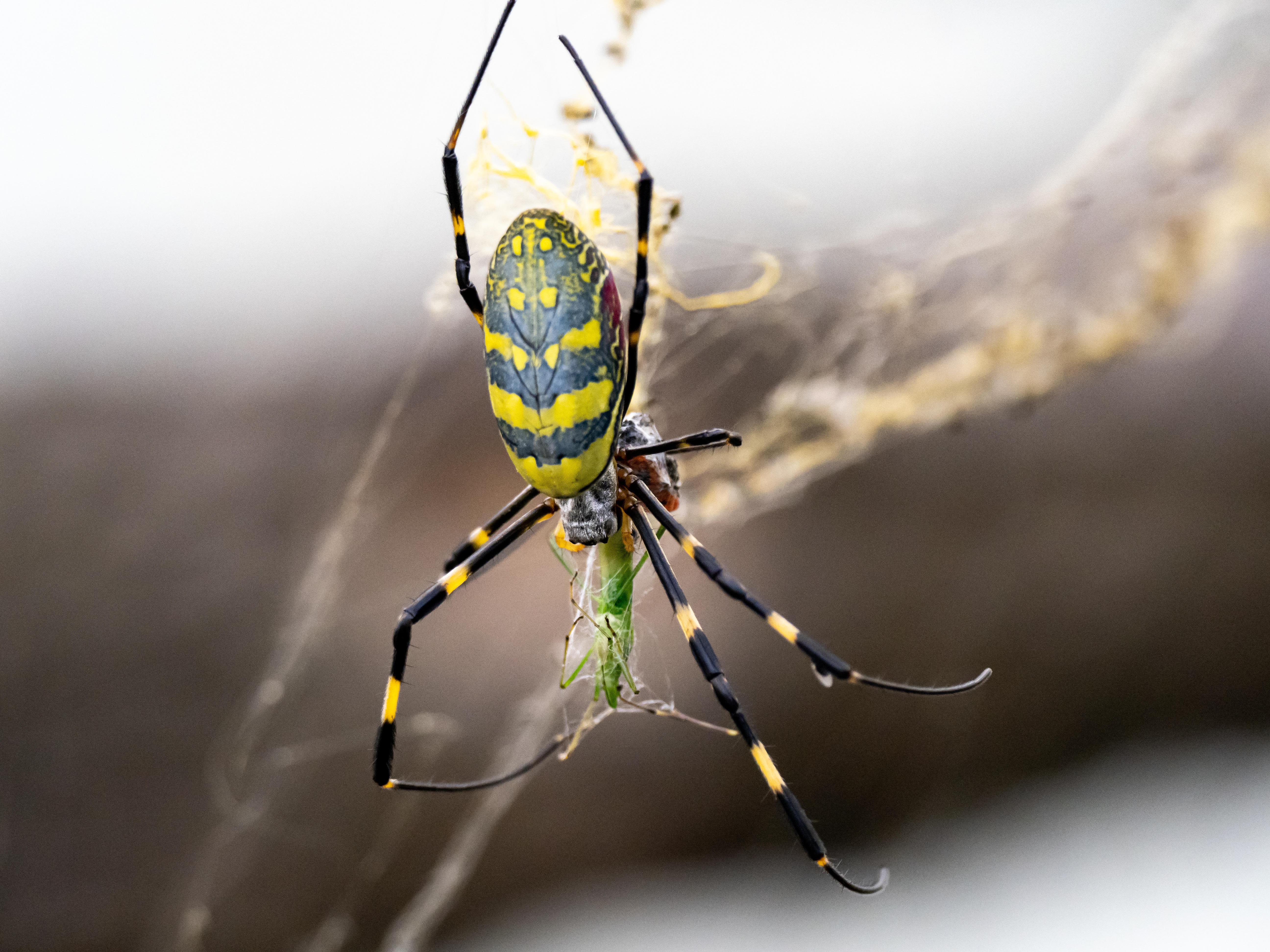 Wary of giant, parachuting Joro spiders? Here's what to know.