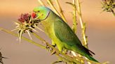 'Parrot Fever' Outbreak in Europe Has Resulted in 5 Deaths