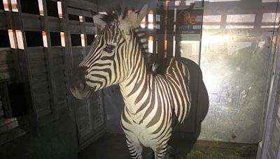 Escaped zebra captured by rodeo clown with white bread