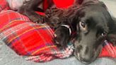 Six-legged dog abandoned in a Welsh car park gets a new lease on life