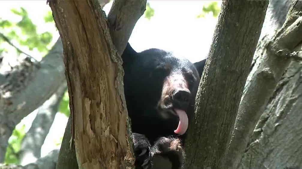 Bear spotted in busy Manchester neighborhood Saturday