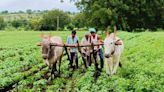 Copious rain helps standing crops survive from withering in Yadgir district