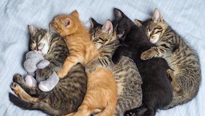 Cats Giving Hugs to Each Other for Treats Couldn't Possibly Be Any Sweeter