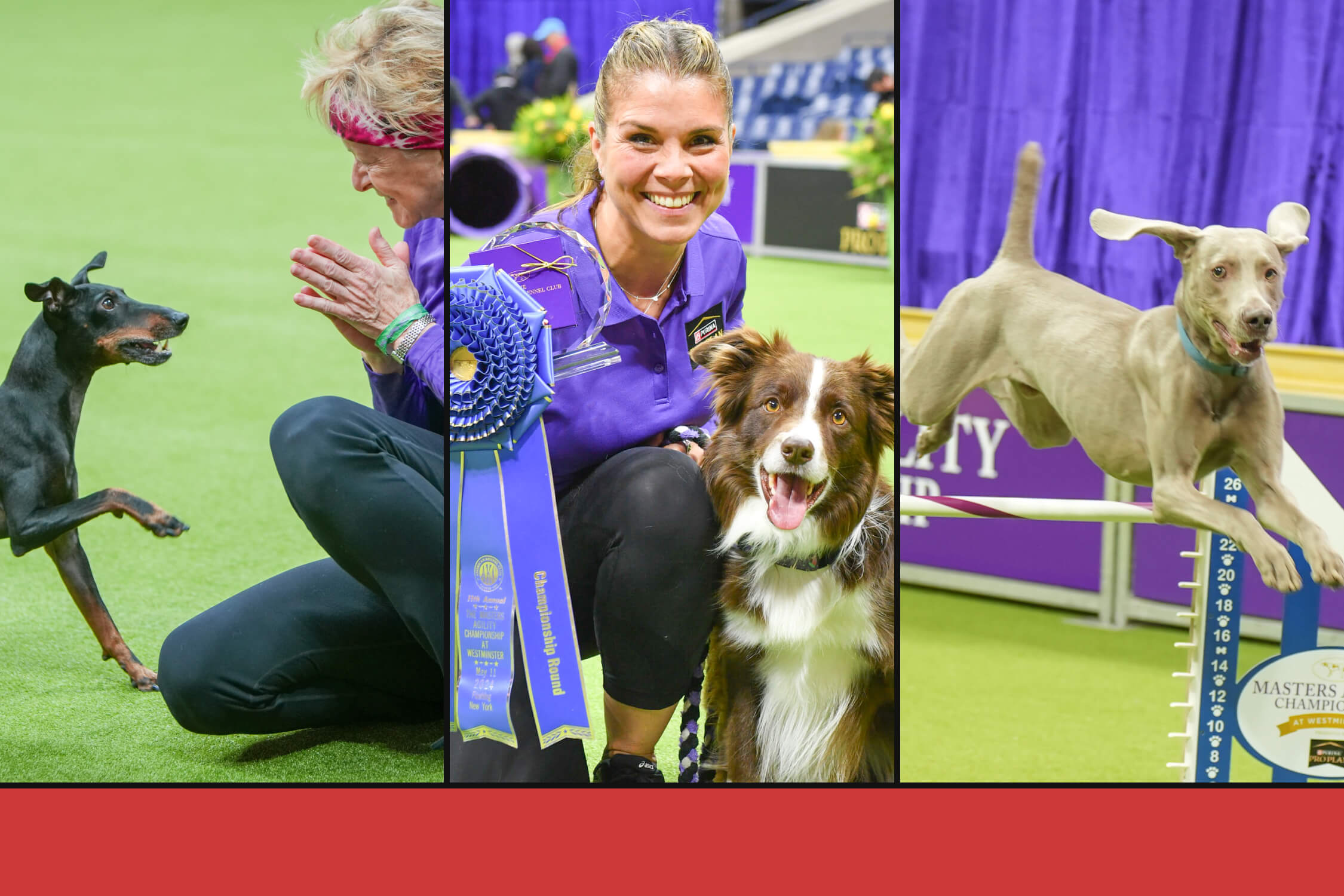 Westminster Kennel Club dog show: A big upset on agility day, betting on Best in Show and more