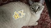 You can help shelter cats when you buy one of these cat-themed stickers inspired by pop culture