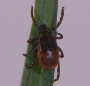 Tick season makes a creepy, crawly return