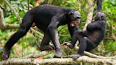 'Hostilities began in an extremely violent way': How chimp wars taught us murder and cruelty aren't just human traits