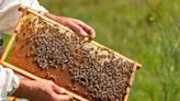 Warmer autumns may put honey bees in peril