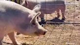 Watch: Pig gets new home after four-day destruction spree