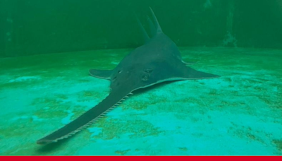 Distressed endangered sawfish euthanized nearly a month after rescue