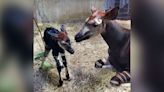 Rare and endangered okapi born at Cincinnati Zoo