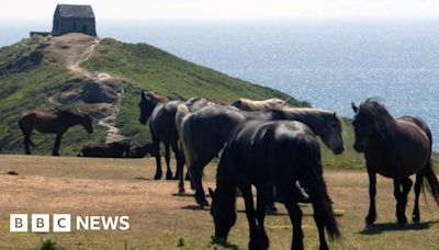 Disappointment as ponies removed from Rame Head