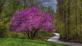 These Pink Flowering Trees Will Completely Transform Your Garden