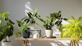 Las cinco plantas de interior que necesitas para mantener fresco tu hogar