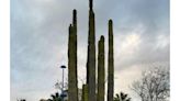 ¿Sabes dónde está el cactus más alto de Sevilla, con 14 metros de altura?