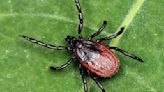 New Pa. online dashboard gives info on tickborne diseases, as warmer weather arrives