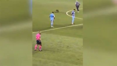 You have to see this! Raccoon forces Major League Soccer game to a stop as workers chase the animal - East Idaho News