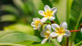 How to Grow and Care for Plumeria Flowers