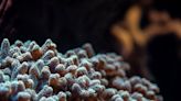 Scientists are deep-freezing coral to resurrect in the future: ‘It’s like … Captain America buried in snow’