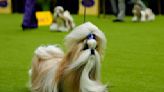 Westminster dog show is a study in canine contrasts as top prize awaits