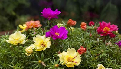 How to Grow and Care for Portulaca for Colorful Blooms All Season Long