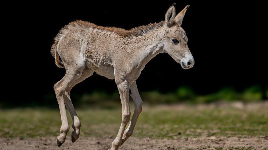 Zoo hails birth of 'one of world's rarest animals'