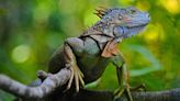 4-Year-Old Girl Contracts Rare Bacterial Infection from Iguana