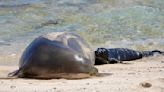 NOAA: Post-mortem exam confirms monk seal pup attacked by dog