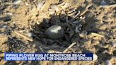 3 more piping plover bird eggs laid at Chicago's Montrose Beach