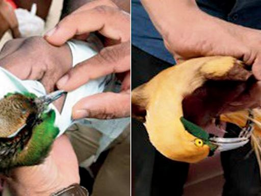 Mumbai: Rare birds seized from air passenger