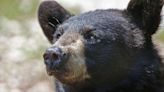 Black bear killed after attacking teen in cabin in eastern Arizona