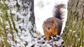 Squirrels chewing your outdoor Christmas wires, driving you nuts? Here’s how to stop them