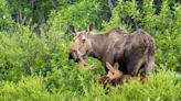 Alaska Man Killed By Moose While Trying to Take Photos of Newborn Calves