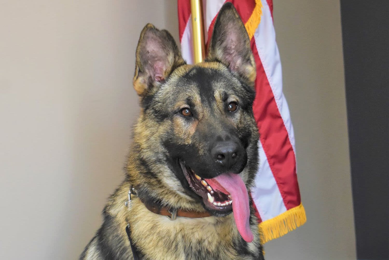 K9 Officer in Missouri Dies After Being Left in Hot Car Overnight, Death Under Investigation